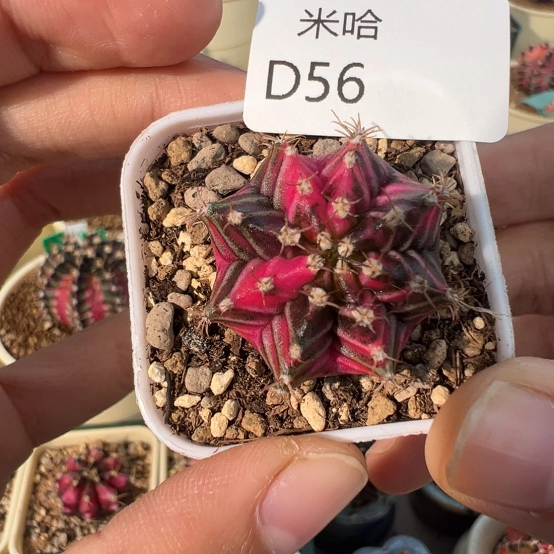 56 好看的米哈冲冲冲