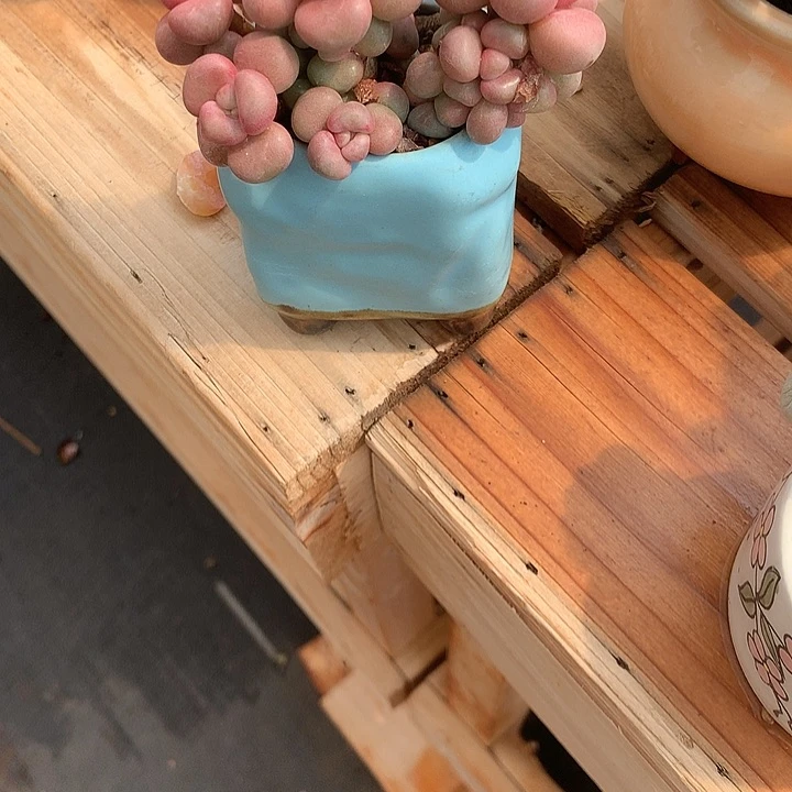 无花朵QQ兔姐姐互兔兔了去