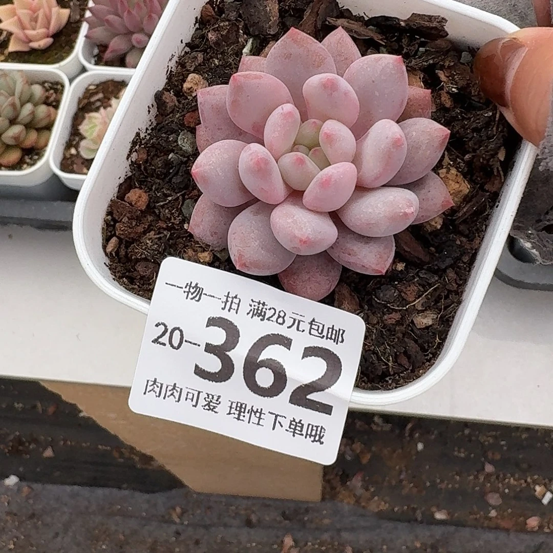 半夏无盆土发货无盆土发货无