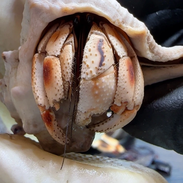 C20性格好 微断小钳子  1.4cm口径