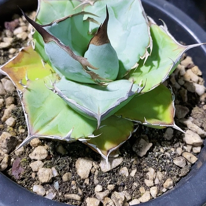 多肉植物龙蛇兰植物