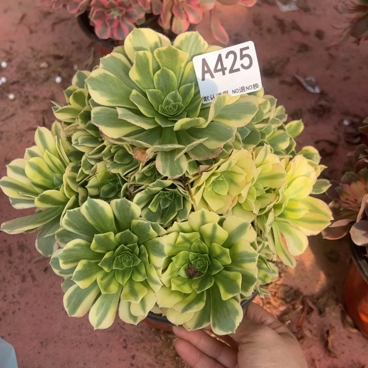 辛尼亚多肉植物425.