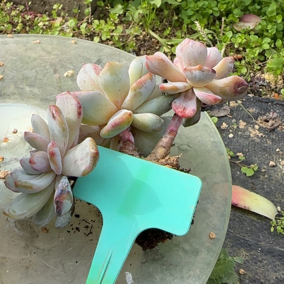 小***满多肉植物石榴籽石化