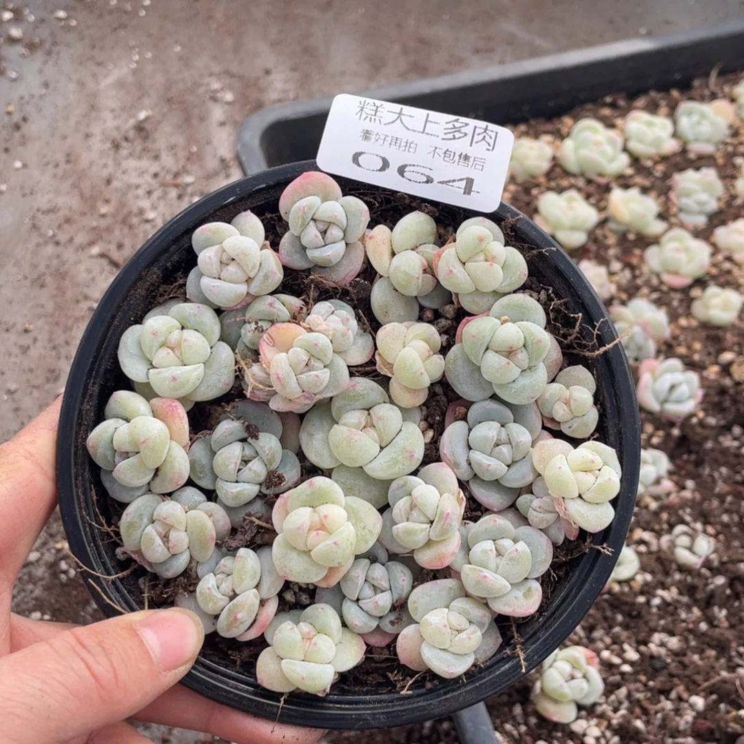 糕大上多肉植物064
