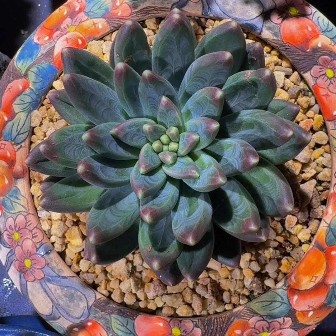 雪戴利 优选  一物一拍