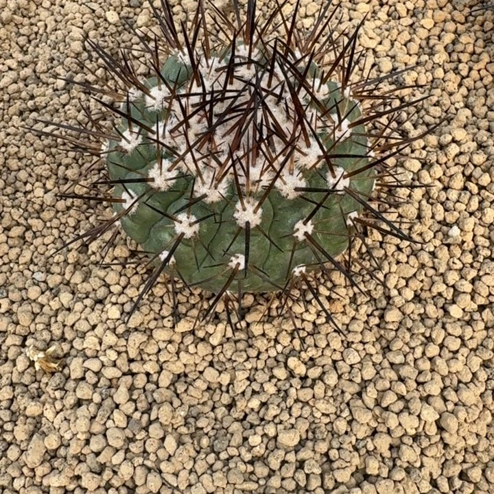 仙人球，黑王66666