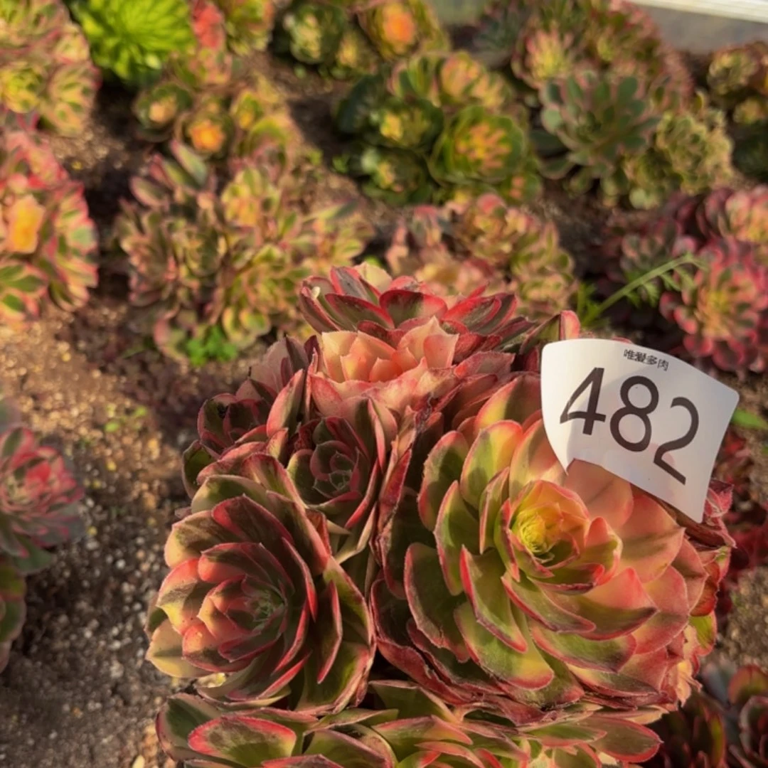 哈哈多肉葡萄福利482