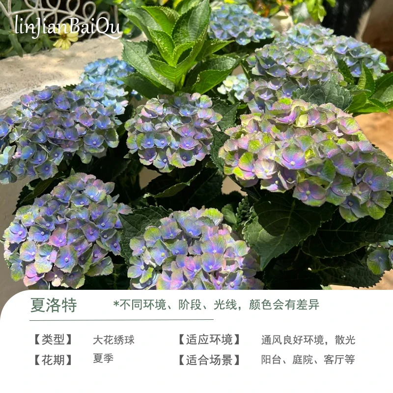 夏洛特绣球花 彩色 小2加仑 环境不同花色会变 花苞发货