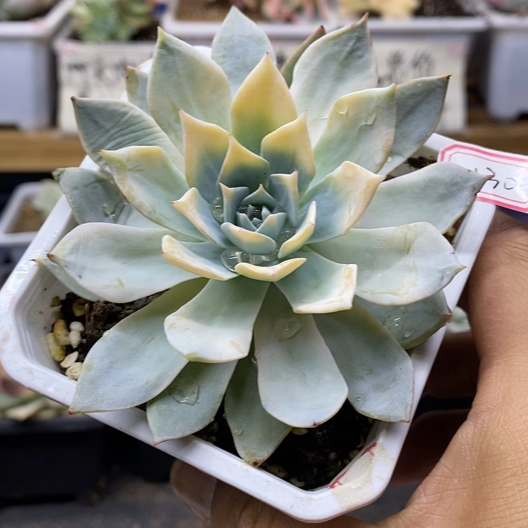 24130 薄叶粉蓝鸟锦