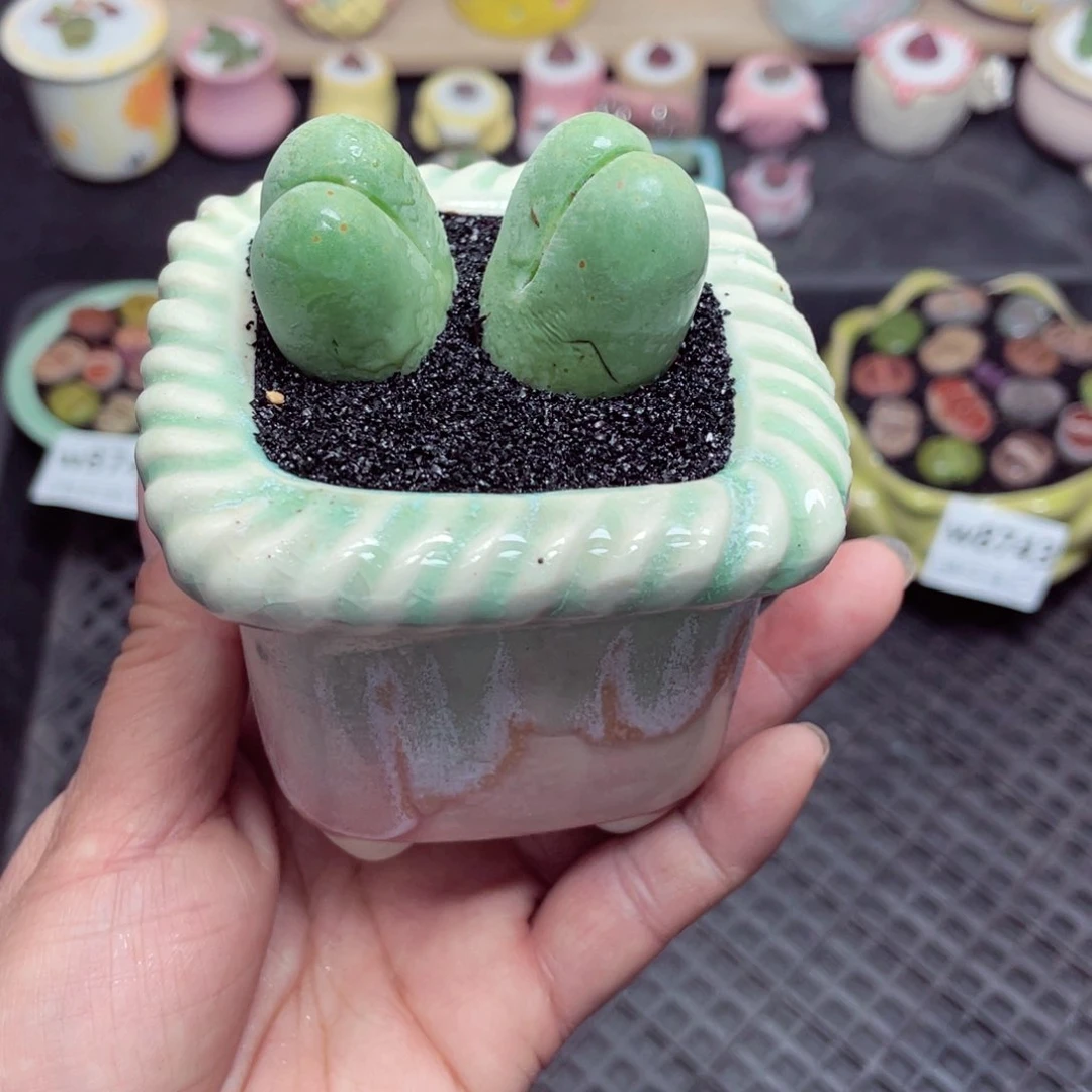 w8744 带盆土发货-零下地区拍保温箱