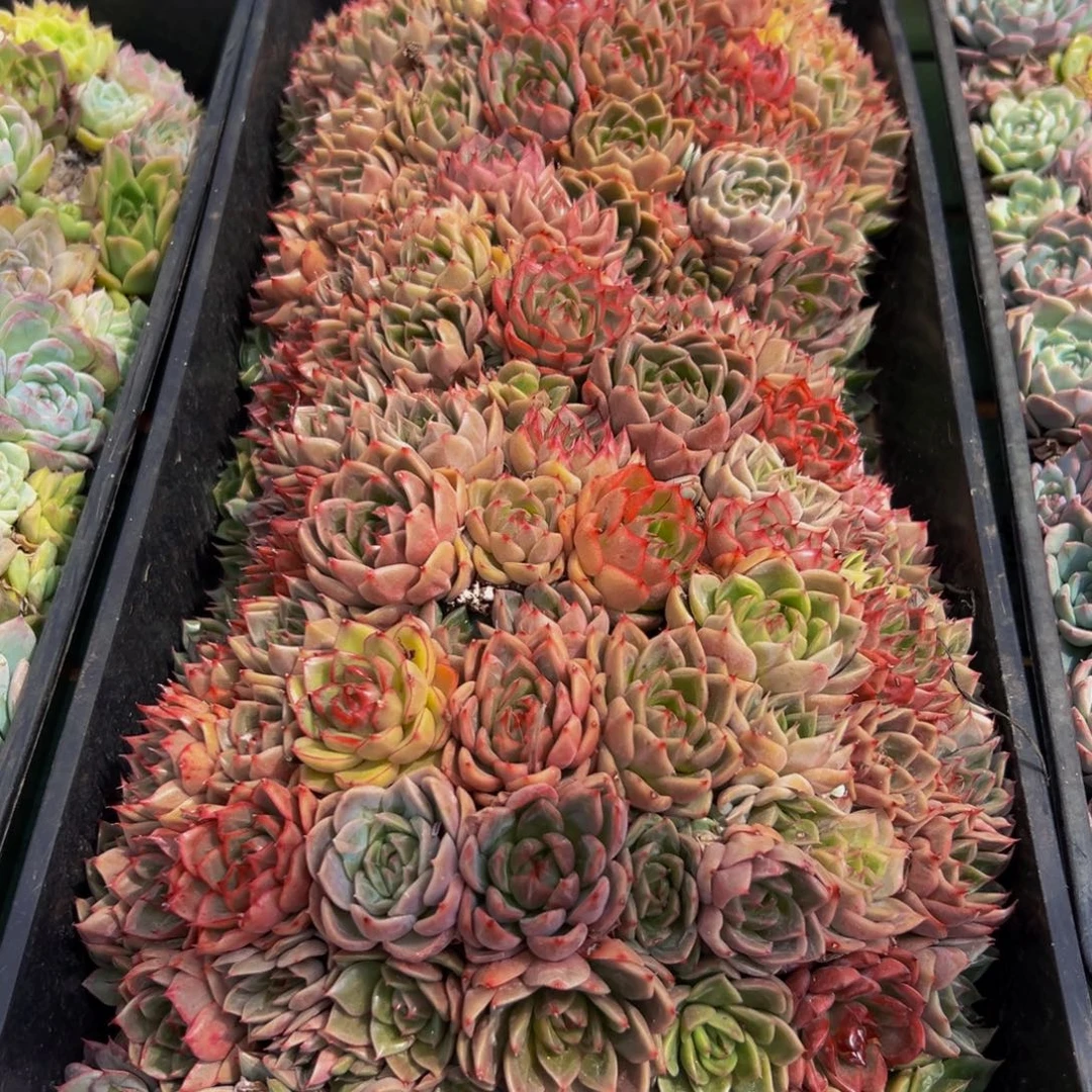 大***爷261的人了吧哈哈哈哈哈