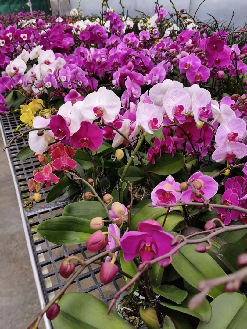 直采专属【盲盒】V3大寸杯进口渲染艺术工艺 带花苞绿植花卉送礼