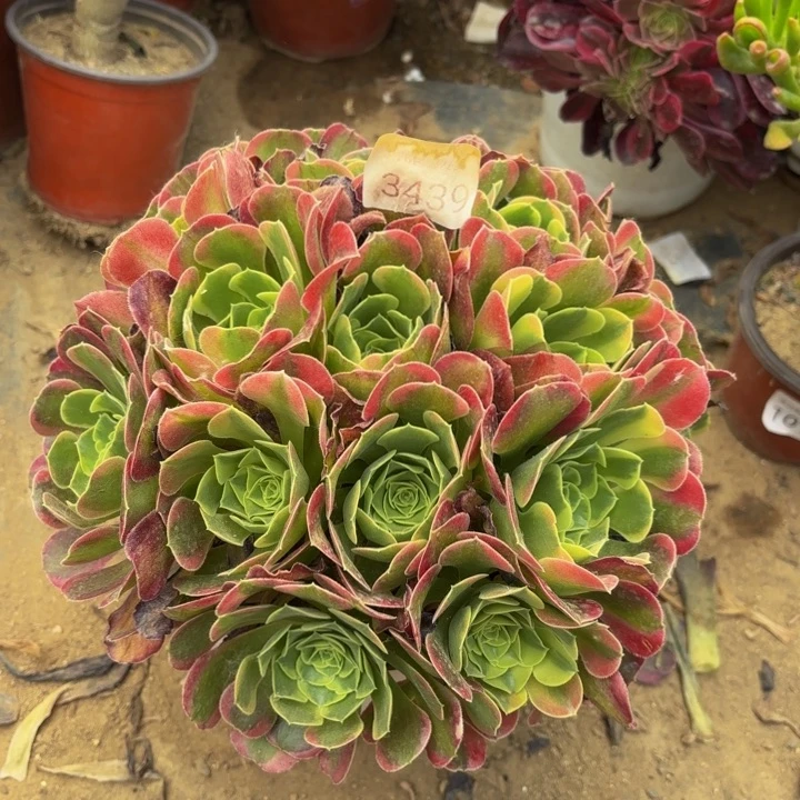 特斯拉多肉处理不包断头3439