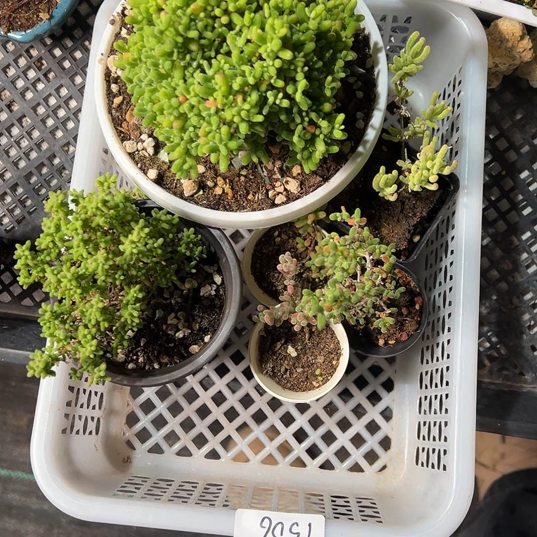 蜜橘糖球套餐老桩精品