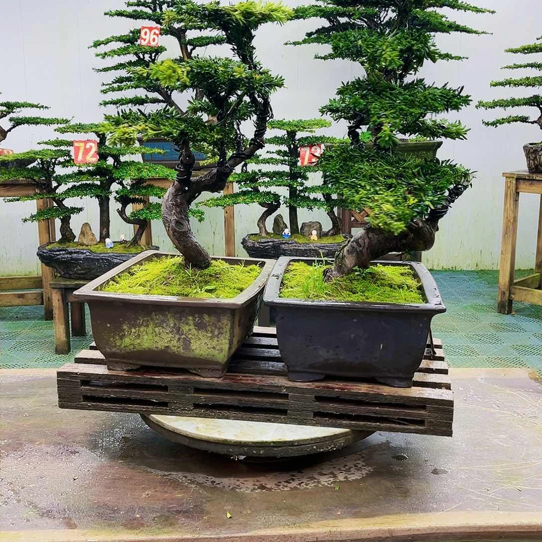 完全开放罗汉松盆景艺术