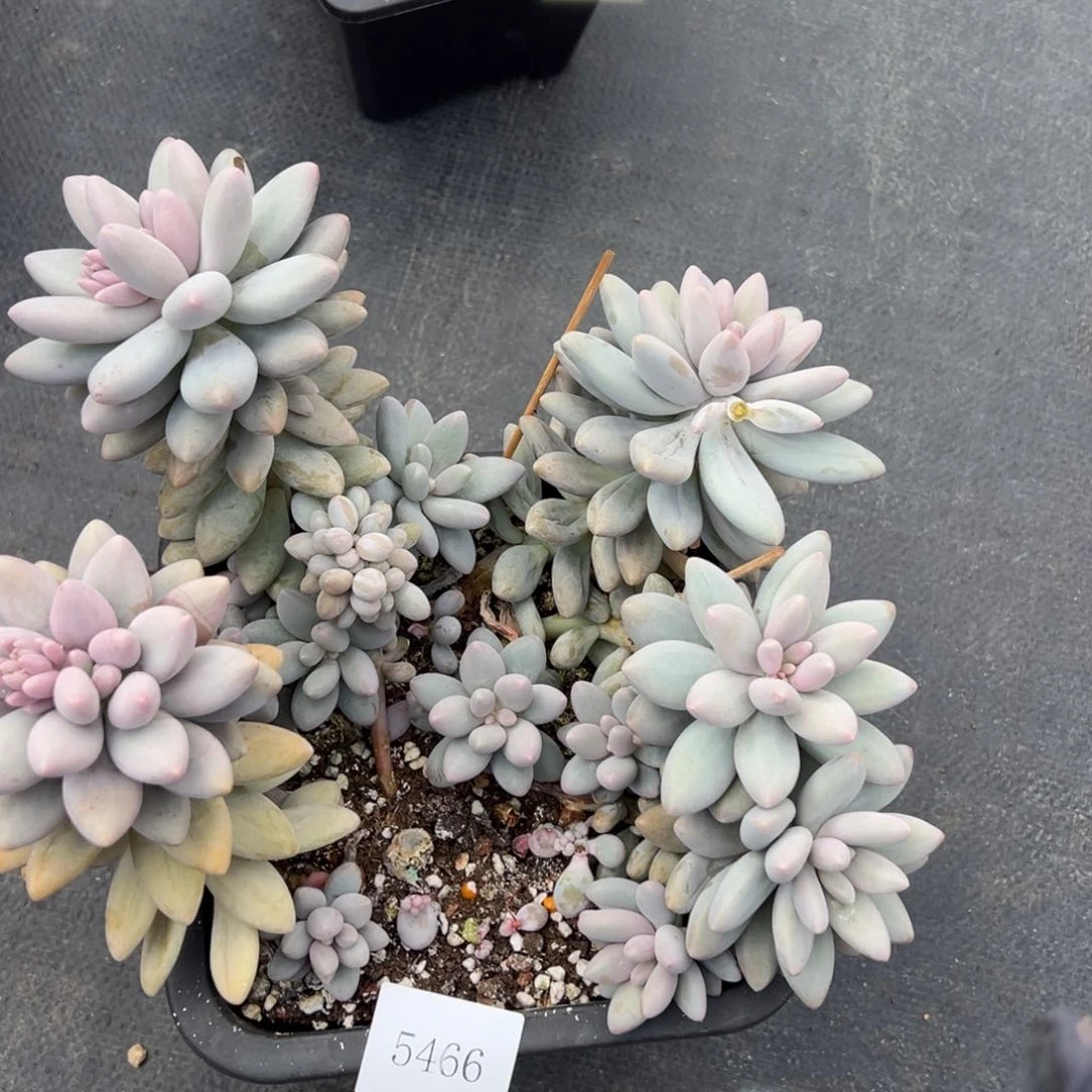 吃****?5466不包整肉肉肉肉肉肉肉