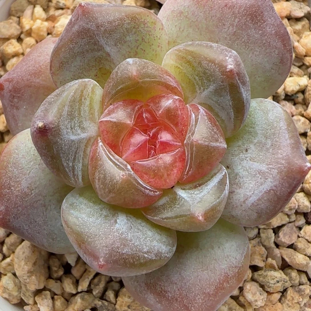 【满29包邮非偏远】758