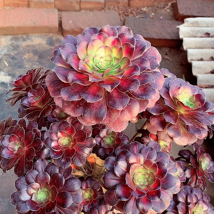 晚霞圆叶，多肉植物