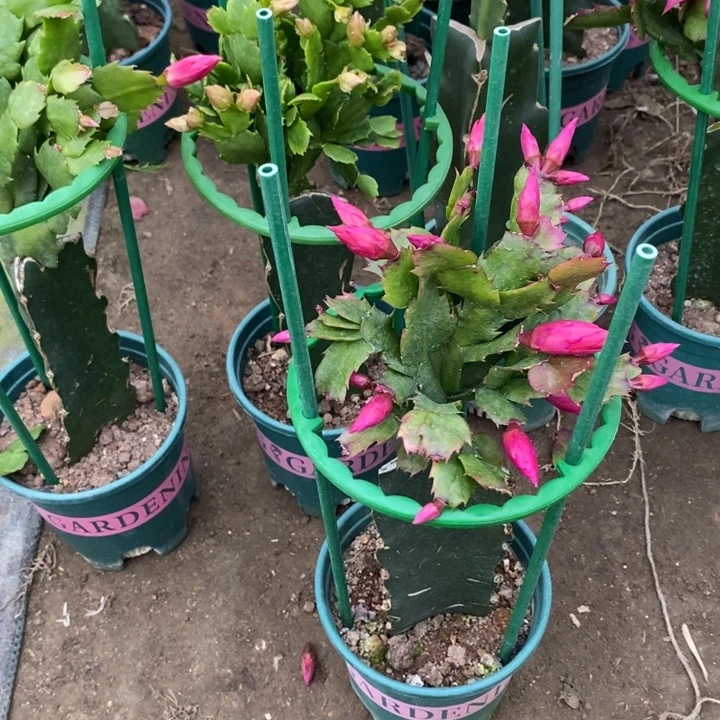 万***遂完全开放078重瓣花