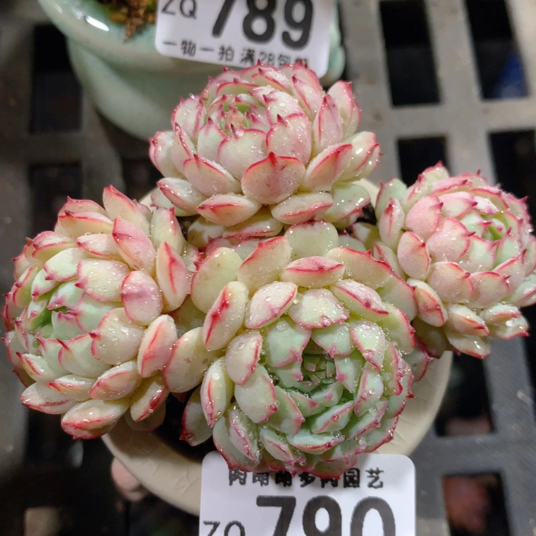 5CM拇指盆精控多肉ZQ790