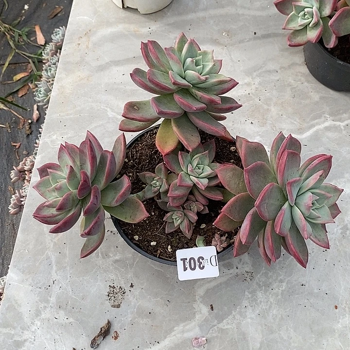 相***咒301冰wtddtmpmtwggwt