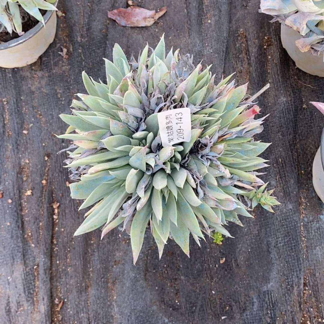 143号苹果叶小可爱