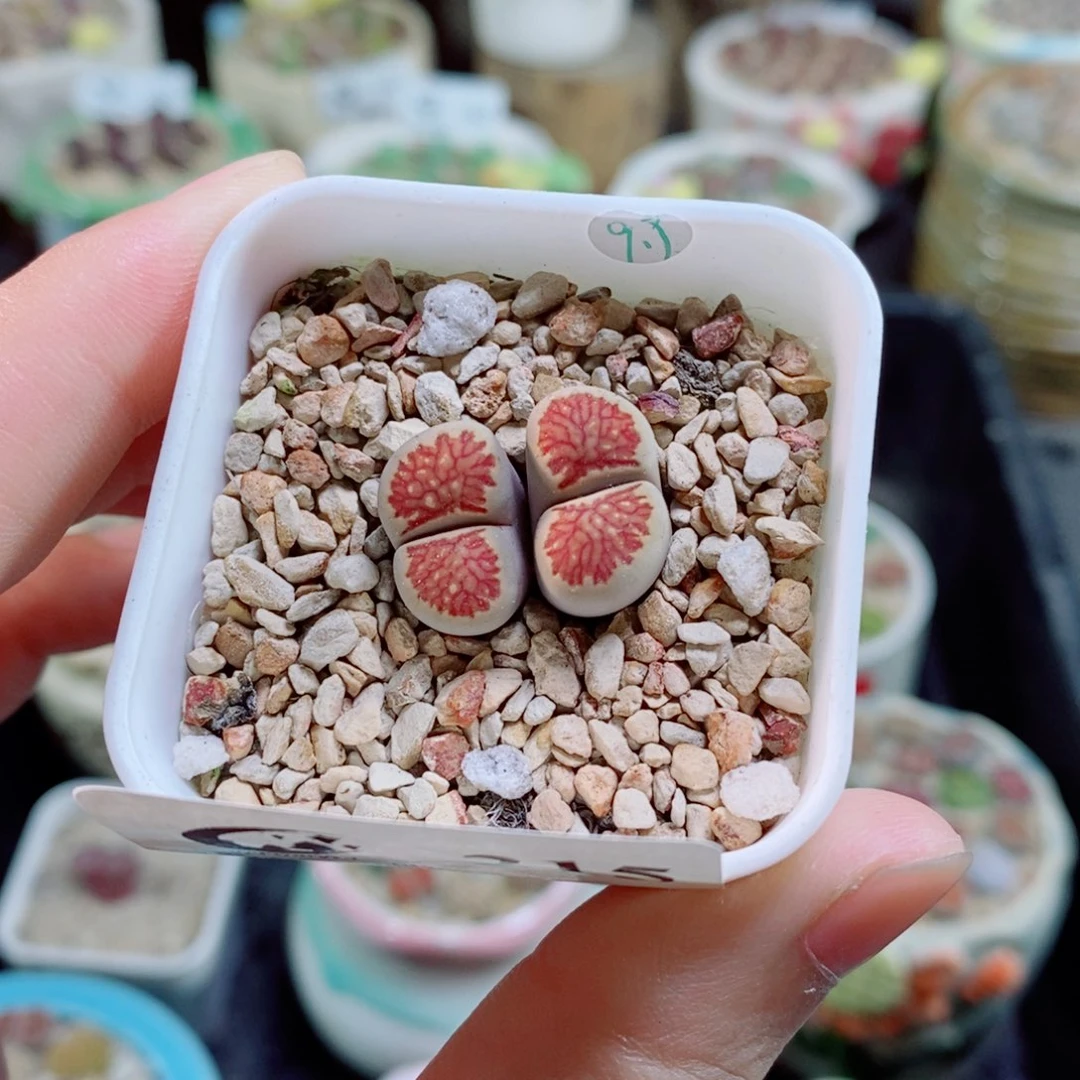 生石花花花花花花花花215