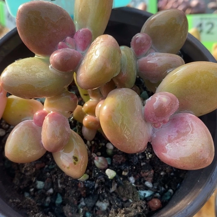 435号7头芒果奶啊