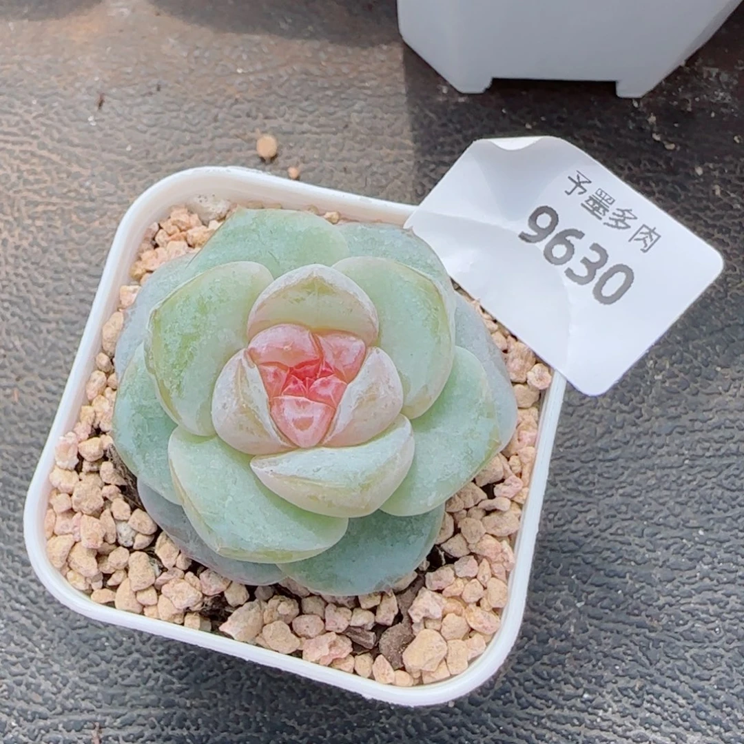 孤品，9630多肉植物