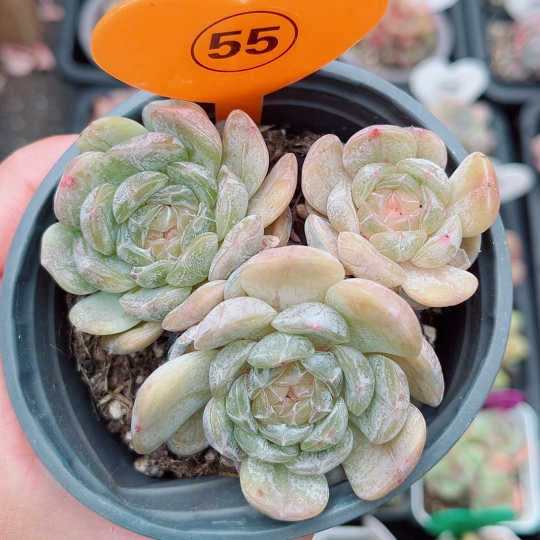 55号小老桩白恋群