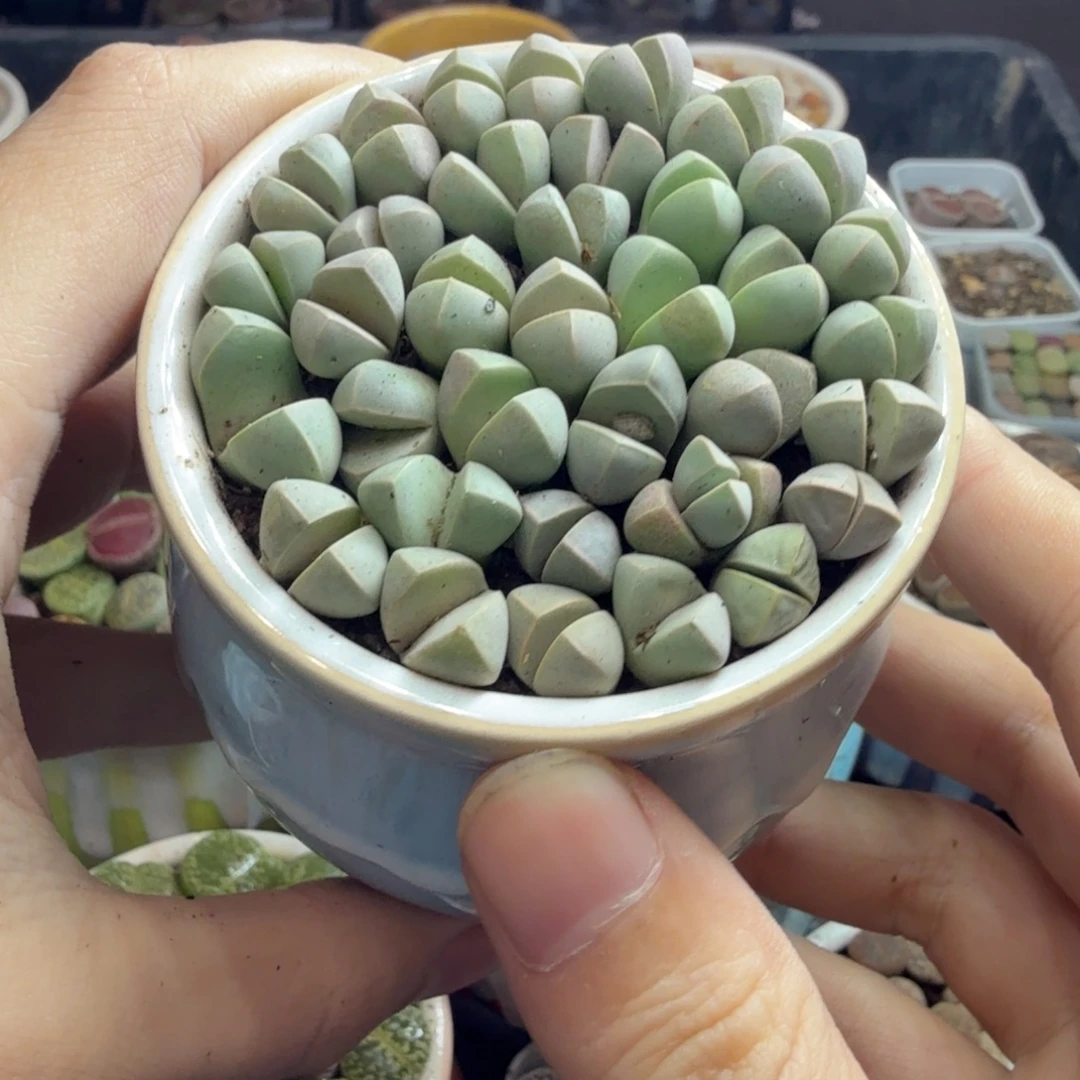 多肉葡萄的味道真的是910