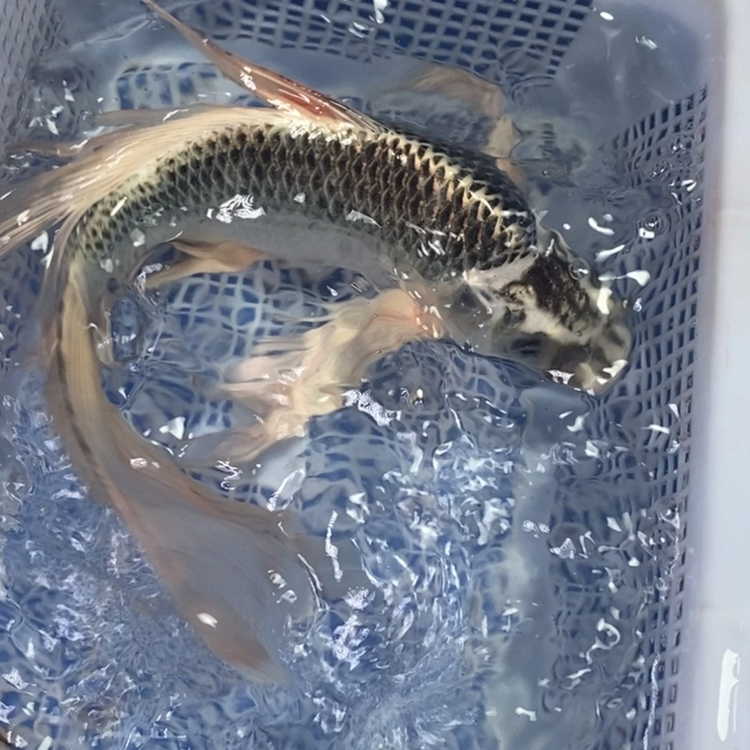 锦鲤冷水锦鲤包邮