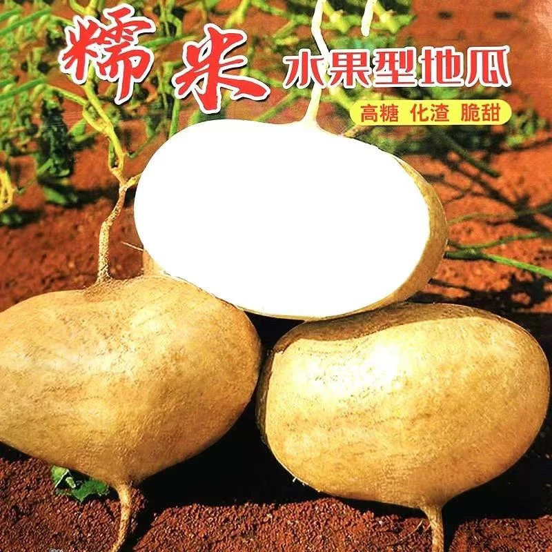 四川早熟糯米地瓜种子化渣甜脆水果地瓜凉薯地萝卜种籽蔬菜种子孑