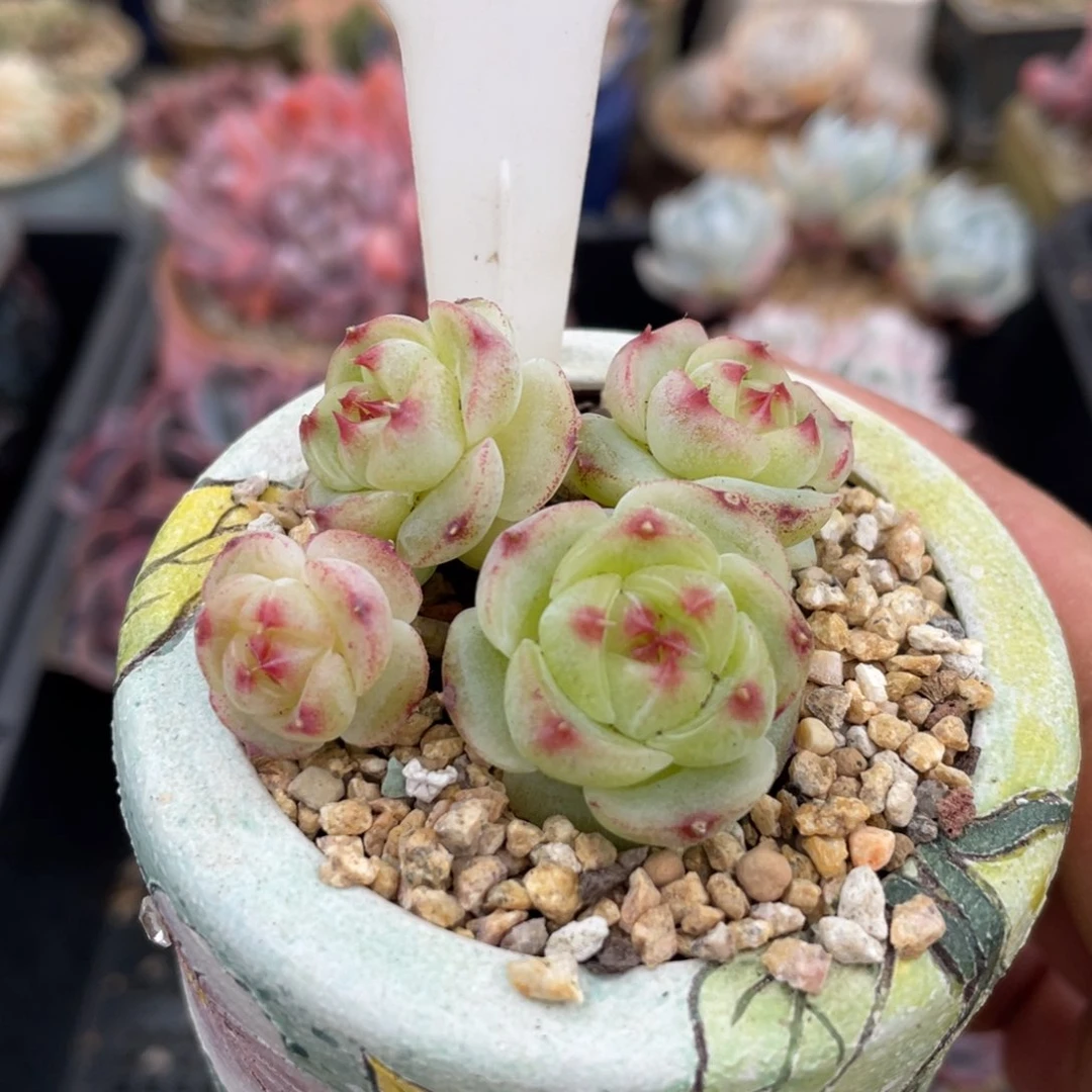 332绿菩提5厘米不带盆