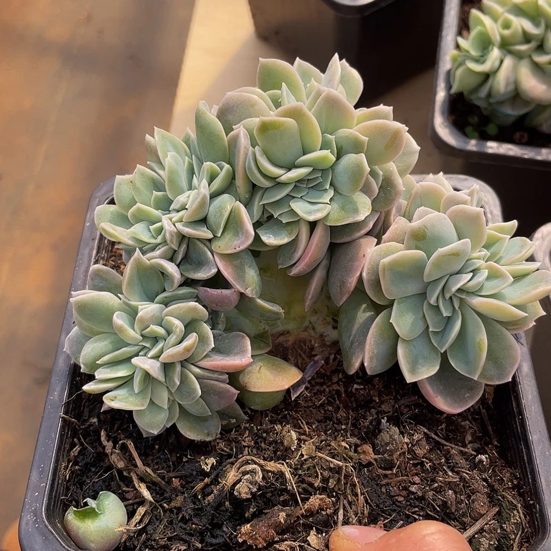 可爱玫瑰缀多肉多肉多肉