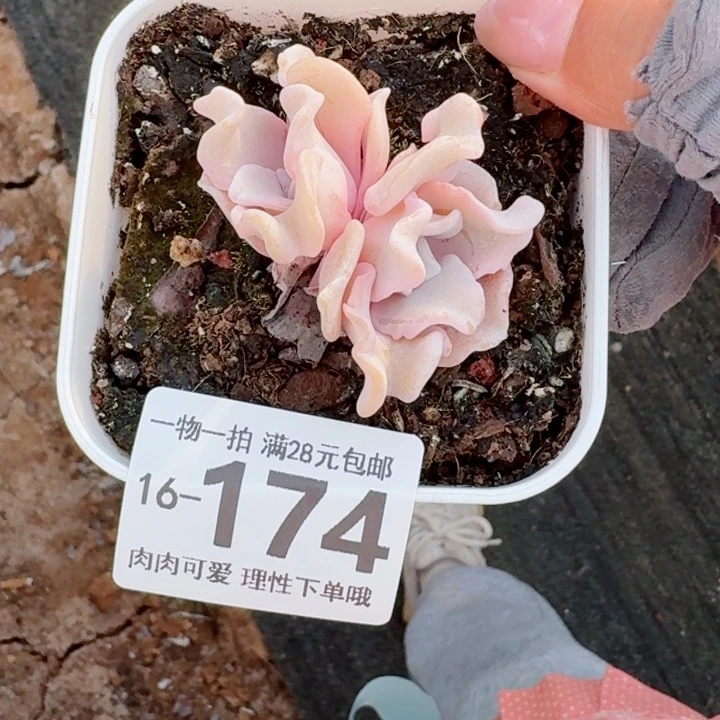 芭蕾舞者无盆土发货多肉多