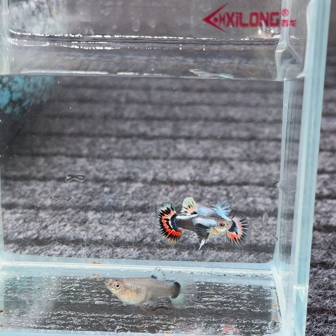 孔雀鱼红宝石2公1母18号