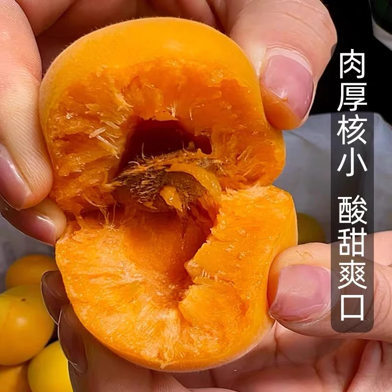 陕西大黄杏太阳杏子酸甜杏孕妇水果应季水果X
