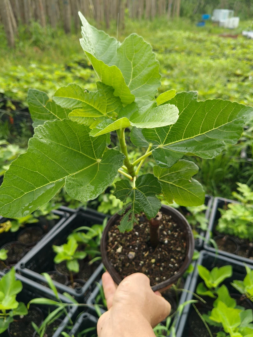 青皮,波姬红,金傲芬,原盆原土,露天的好养活