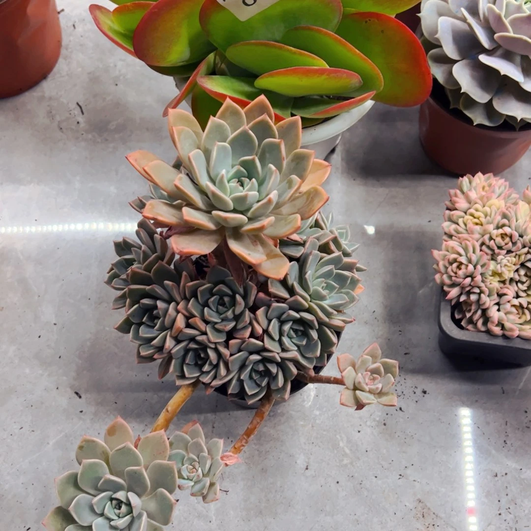琳***L多肉植物组合盆栽79