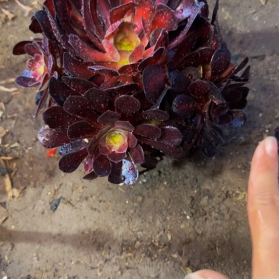 花那6.99加急发明天早上八点