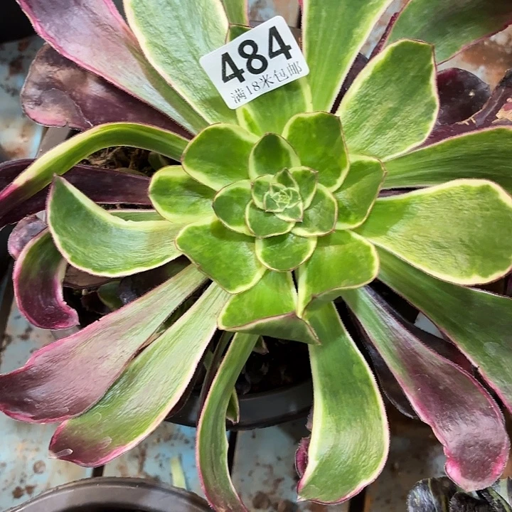 484紫焰掌心多肉法师锦