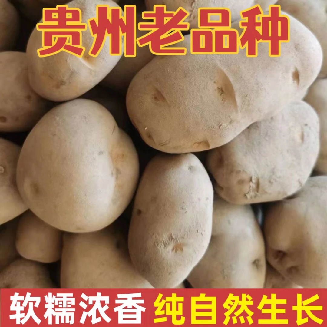 贵州老品种米拉黄皮黄心洋芋