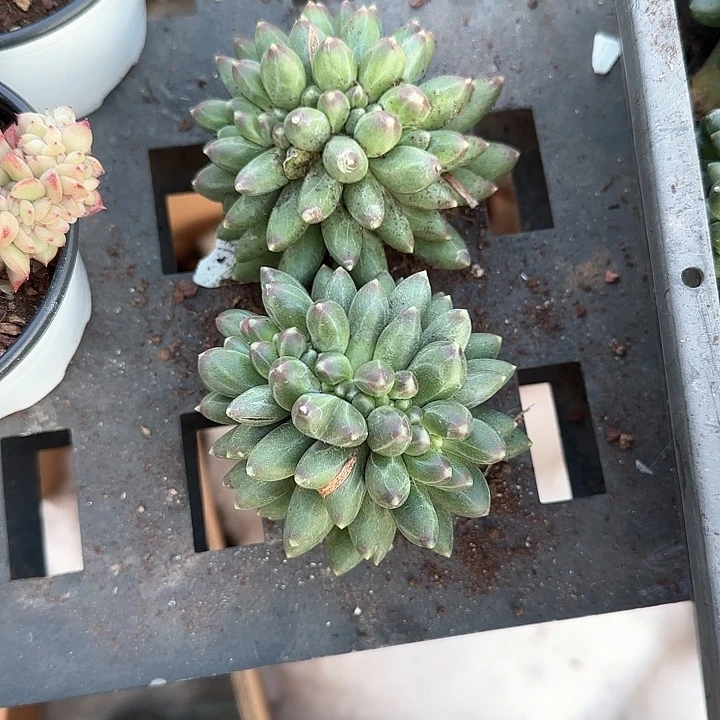 贝*青蛙王子儿童牙膏111