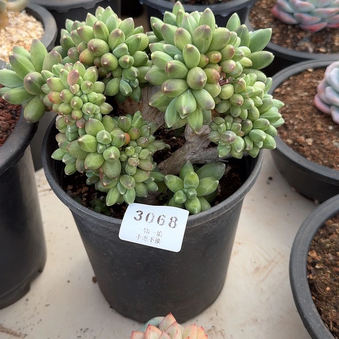 ❦****༻3068号千代田之松缀化