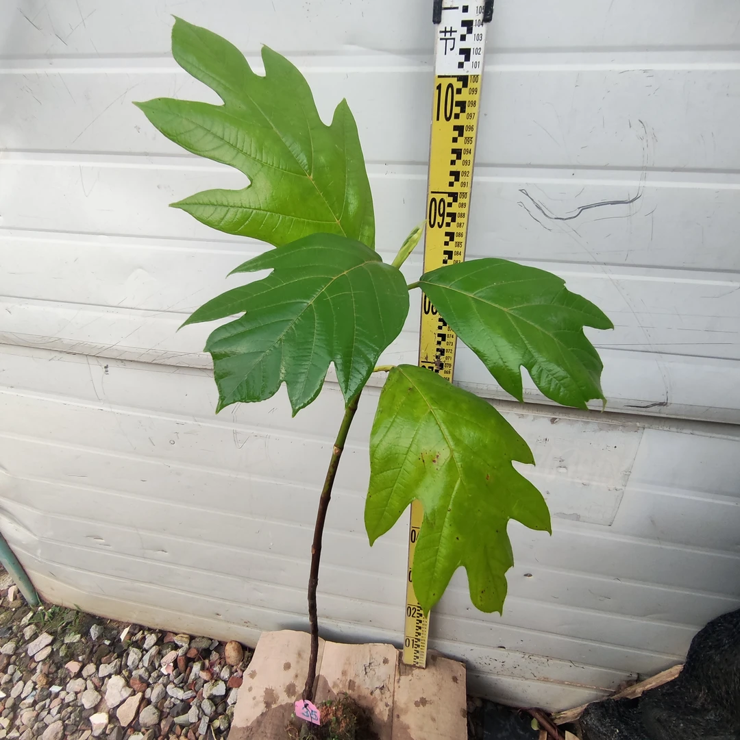 面包树面包果布袋苗35号罗蜜树马槟榔面磅树庭院大型绿植结果绿植