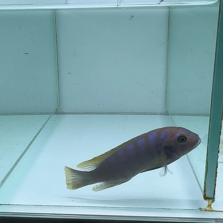 海水131号野生马孔德费恩