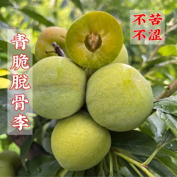 正宗汶川茂县青脆脱骨李新鲜脱骨李青脆李四川李子当季脆甜李5斤