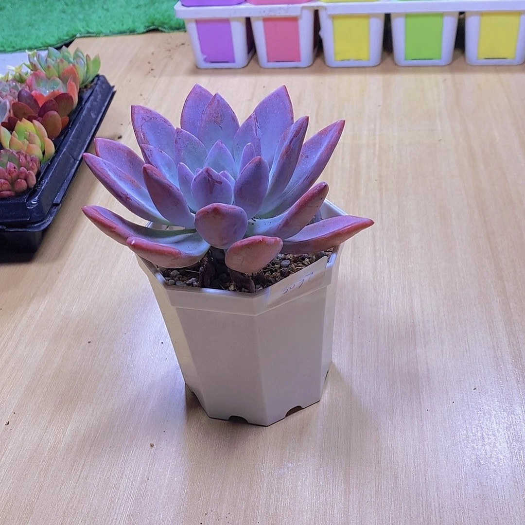 无花朵多肉植物 奥普琳娜120