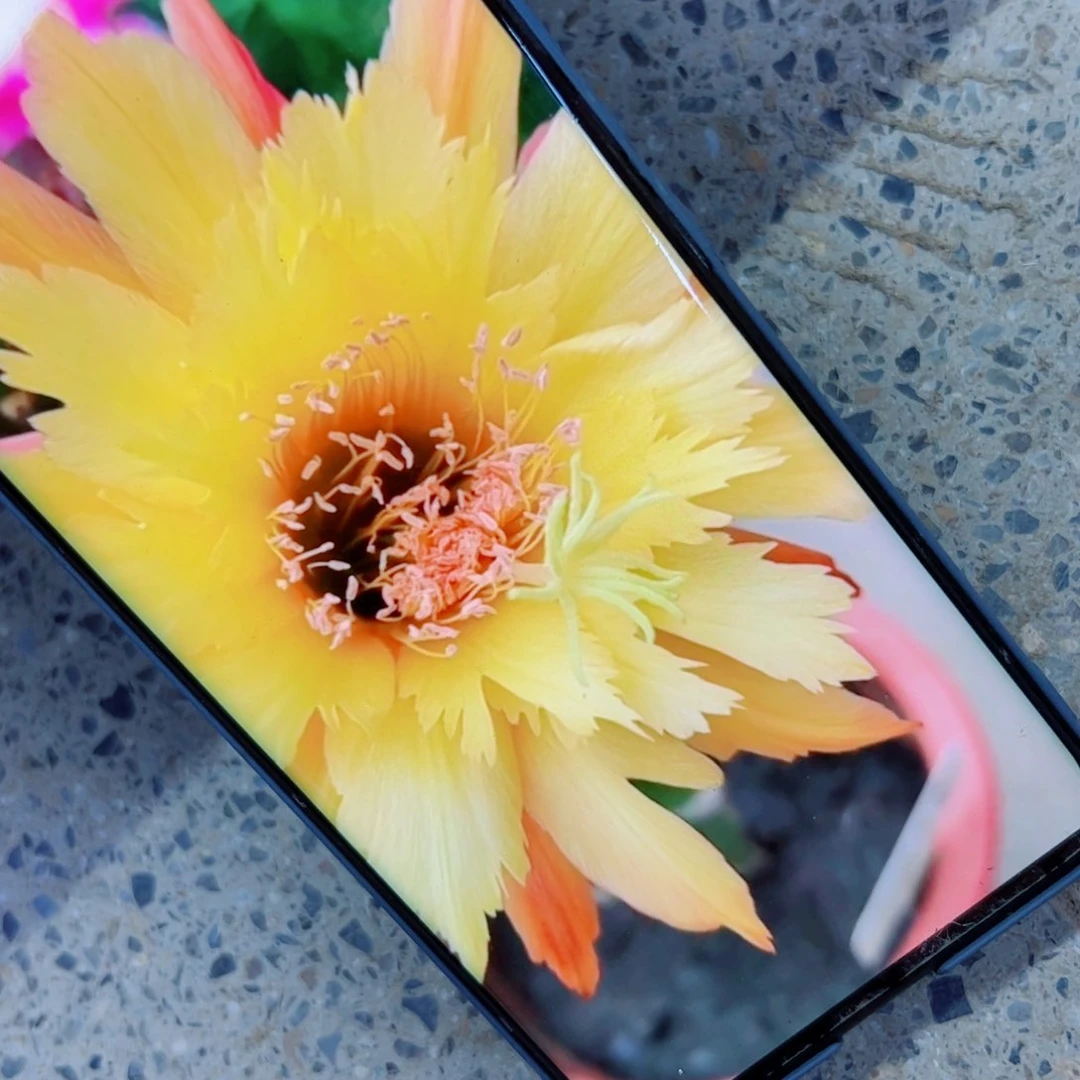 下17金妞亚历山大歪无根侧芽8公分左右20包邮